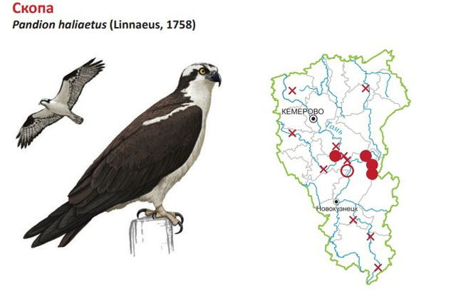 О краснокнижной птице Кузбасса | Экология и природные ресурсы Кемеровской  области — Кузбасса